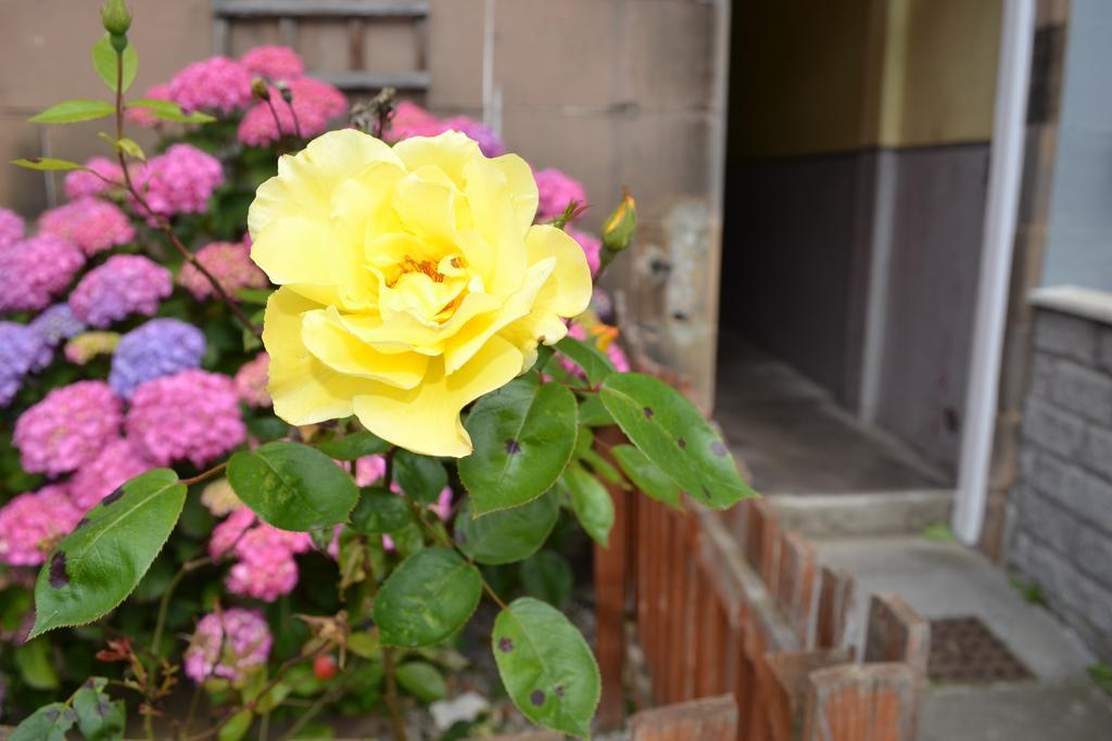 Pitt Street Apartment Beautiful Spacious Apartment Free Parking And Free Sanitizer Единбург Екстериор снимка